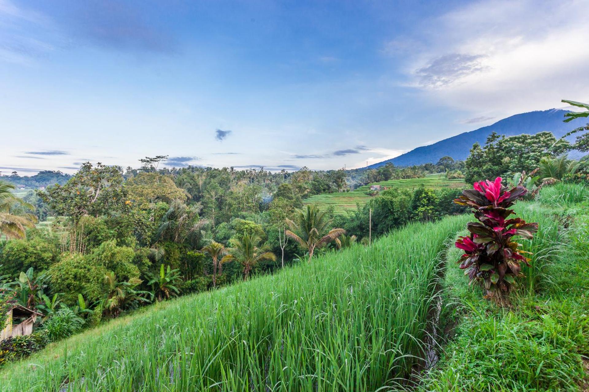 Carik Tangis Boutique Homestay Jatiluwih Exterior foto